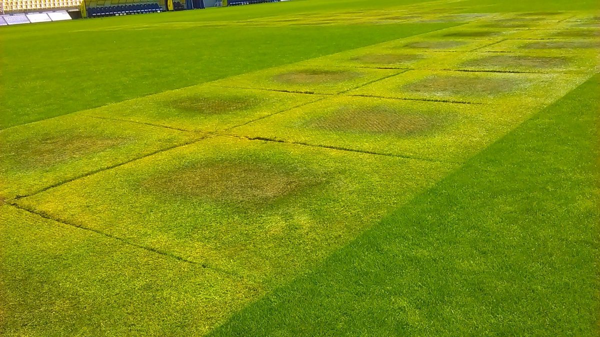 gazon praf ilie oana 1