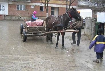 În Ploieşti, ca la ţară. Căruţaşii de pe străzile municipiului, amendaţi de poliţie