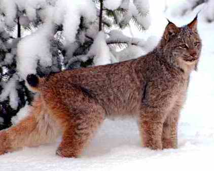 Începe “recensământul” urşilor, lupilor, râşilor şi pisicilor sălbatice din pădurile Prahovei Începe “recensământul” urşilor, lupilor, râşilor şi pisicilor sălbatice din pădurile Prahovei