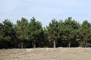 Perdea verde în jurul Parcului Industrial Ploieşti. Află cum poţi adopta şi tu un copac