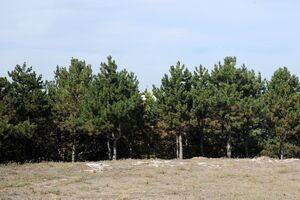 Perdea verde în jurul Parcului Industrial Ploieşti. Află cum poţi adopta şi tu un copac Perdea verde în jurul Parcului Industrial Ploieşti. Află cum poţi adopta şi tu un copac