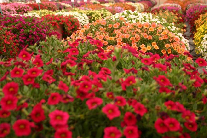 PLOIEŞTI/Se aproviziona cu flori direct din cimitirul Mihai Bravu PLOIEŞTI/Se aproviziona cu flori direct din cimitirul Mihai Bravu