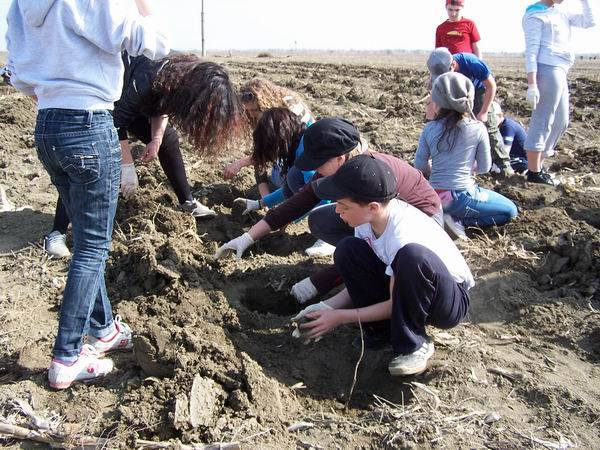 1.000 de copii plantează 10.000 de puieţi în zona Ploieşti Shopping City 1.000 de copii plantează 10.000 de puieţi în zona Ploieşti Shopping City