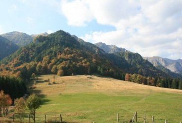 Sezonul furturilor de lemne