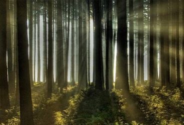 Mega-conferinţă pe tema protecţiei mediului, la Plopeni