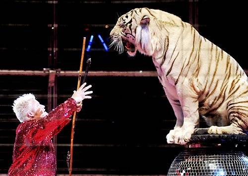 Tigrii albi vin la Ploieşti, într-un spectacol de zile mari. Află cum poţi primi GRATIS bilet Tigrii albi vin la Ploieşti, într-un spectacol de zile mari. Află cum poţi primi GRATIS bilet