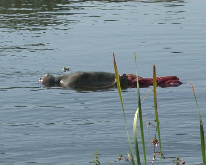 Efectele caniculei: incendii şi oameni care au murit înecaţi, încercând să se răcorească