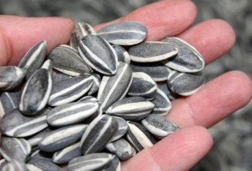 Amenzi pentru spărgătorii de seminţe din Ploieşti