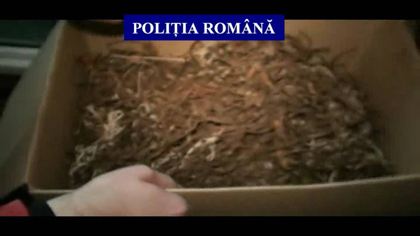 VIDEO. Ce-au găsit poliţiştii la domiciliile escrocilor care păcăleau oamenii prin metoda accidentul VIDEO. Ce-au găsit poliţiştii la domiciliile escrocilor care păcăleau oamenii prin metoda accidentul