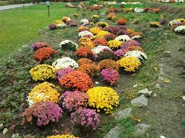 Reţinut pentru că a smuls tufănele de pe domeniul public Reţinut pentru că a smuls tufănele de pe domeniul public