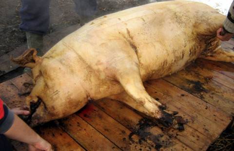 Contactele tuturor centrelor din Prahova unde se efectuează examenul trichineloscopic