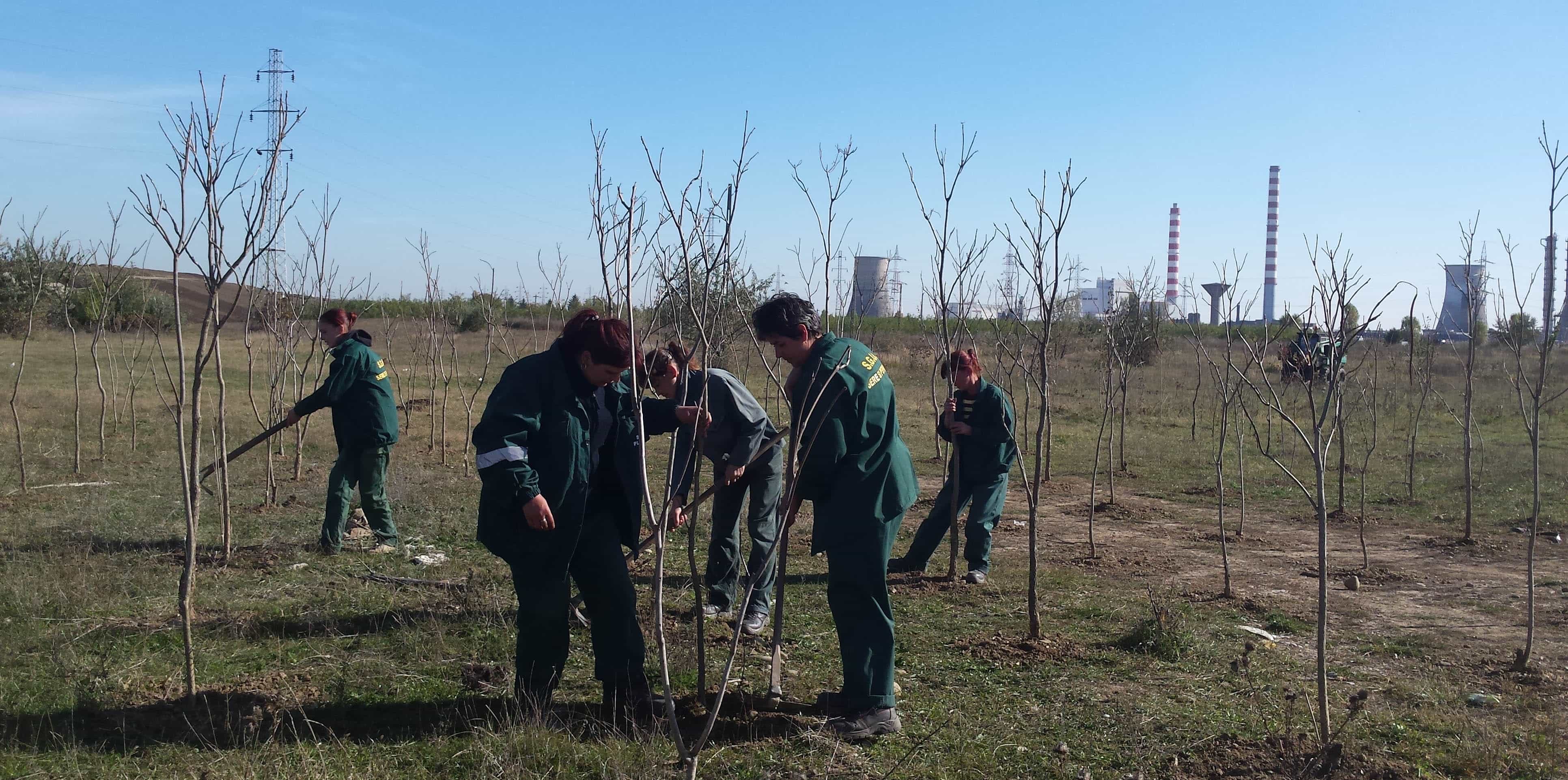 Acţiune de plantare în Parcul Municipal Vest Acţiune de plantare în Parcul Municipal Vest