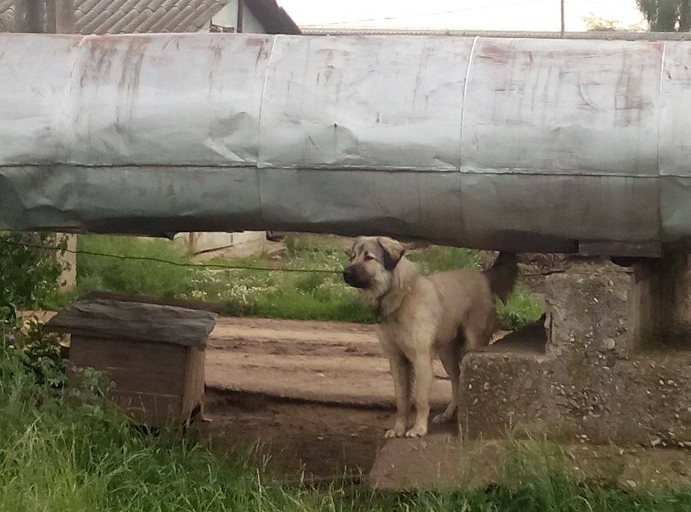 Cu ce eşti întâmpinat în Parcul Municipal Vest: Câini fioroşi şi un miros insuportabil Cu ce eşti întâmpinat în Parcul Municipal Vest: Câini fioroşi şi un miros insuportabil