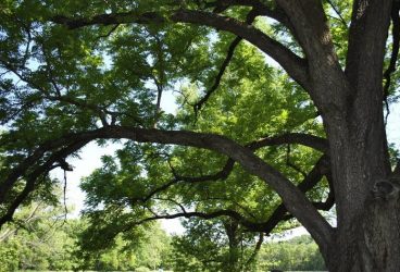 Un bărbat din Ceptura a murit după ce a căzut dintr-un nuc