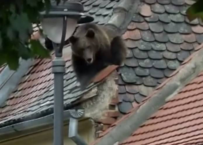 Ministerul Mediului cere anchetă în cazul ursului împuşcat în Sibiu Ministerul Mediului cere anchetă în cazul ursului împuşcat în Sibiu