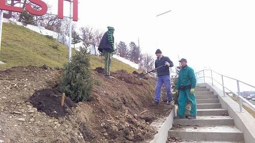 Banesti. 140 de puieţi de brad şi molid au fost plantaţi la intrarea în localitate Banesti. 140 de puieţi de brad şi molid au fost plantaţi la intrarea în localitate