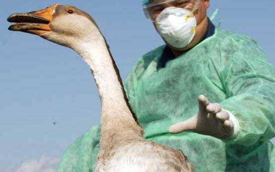 Focar de gripă aviară la Balta Doamnei