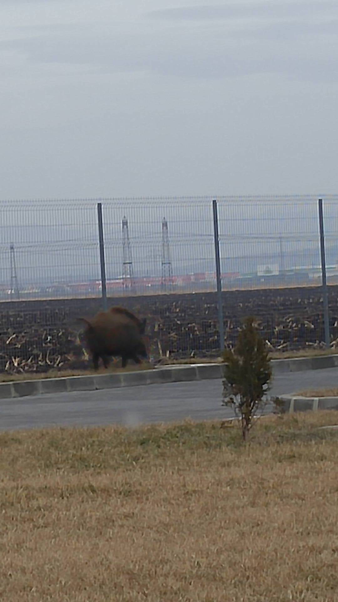 Porc mistreţ fotografiat “la plimbare” prin Ploieşti Porc mistreţ fotografiat “la plimbare” prin Ploieşti