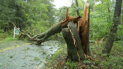 Copaci căzuţi pe carosabil sau reţelele electrice la Sinaia, Măneciu, Posești, Izvoarele, Teișani și Vărbilău Copaci căzuţi pe carosabil sau reţelele electrice la Sinaia, Măneciu, Posești, Izvoarele, Teișani și Vărbilău