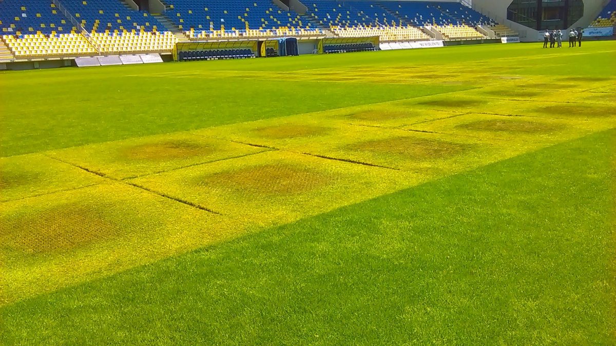 gazon praf ilie oana 2