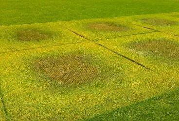 Câștig bun după gala MMA de pe “Ilie Oană”, dar cu”prețul” ce facem? Show pe stadion și… dezastru cu gazonul?!?