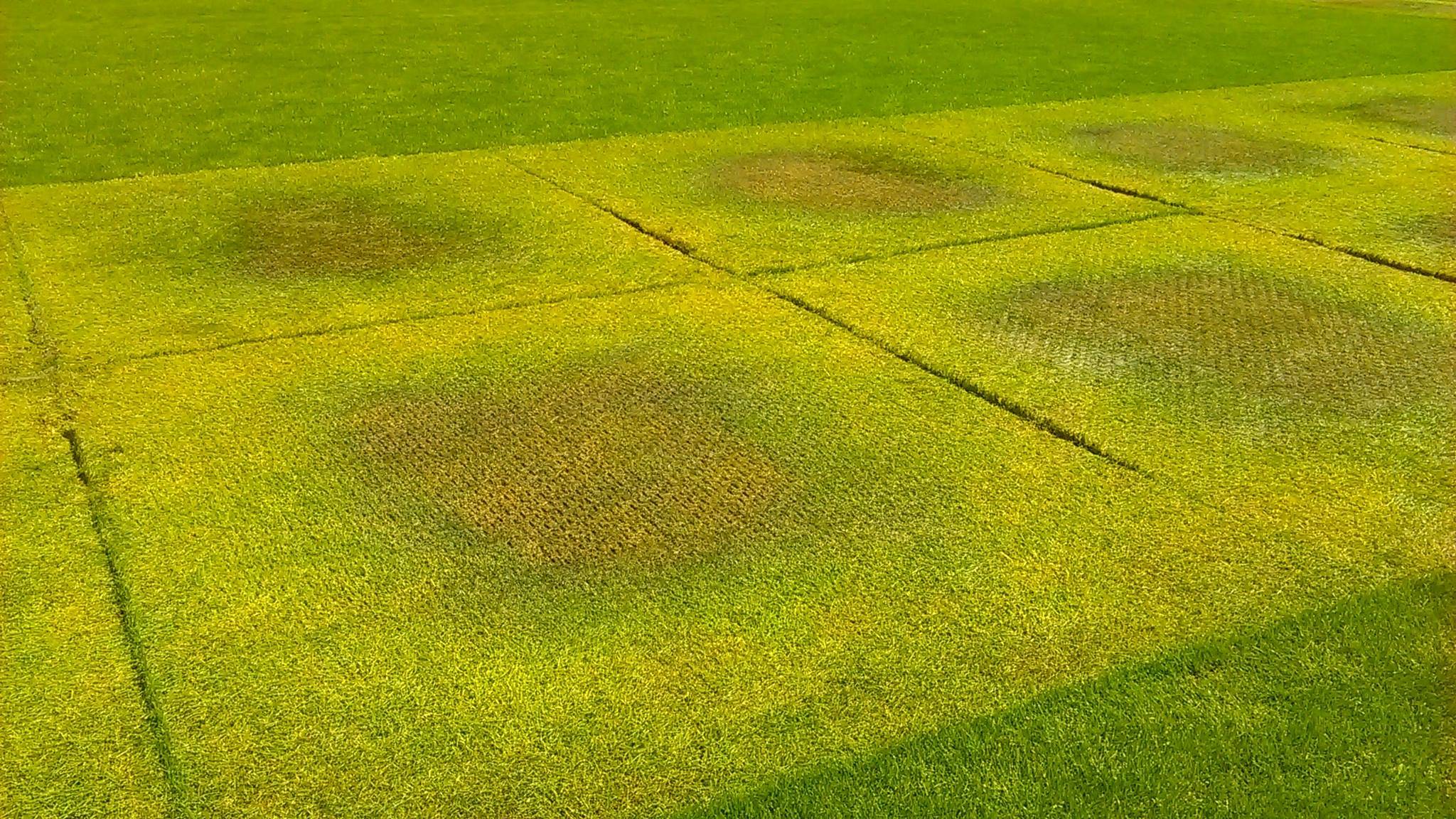 Câștig bun după gala MMA de pe “Ilie Oană”, dar cu”prețul” ce facem? Show pe stadion și… dezastru cu gazonul?!?