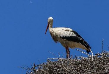 Mesajul Robertei Anastase pentru Graţiela Gavrilescu: „O barză v-a sensibilizat mai mult decât sănătatea ploieștenilor”