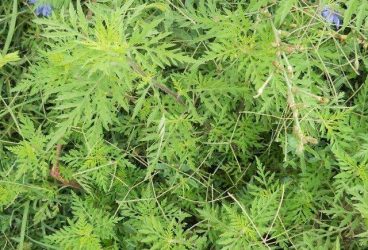 Proiect pentru distrugerea ambroziei din Ploieşti. Planta e foarte periculoasă pentru sănătatea populaţiei