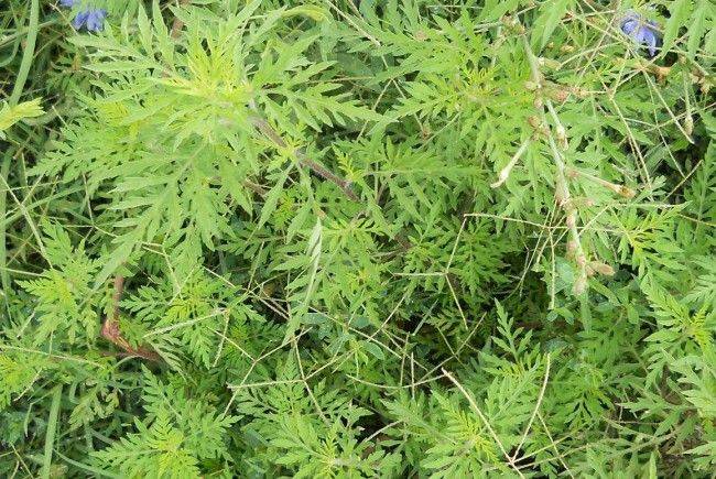 Proiect pentru distrugerea ambroziei din Ploieşti. Planta e foarte periculoasă pentru sănătatea populaţiei Proiect pentru distrugerea ambroziei din Ploieşti. Planta e foarte periculoasă pentru sănătatea populaţiei