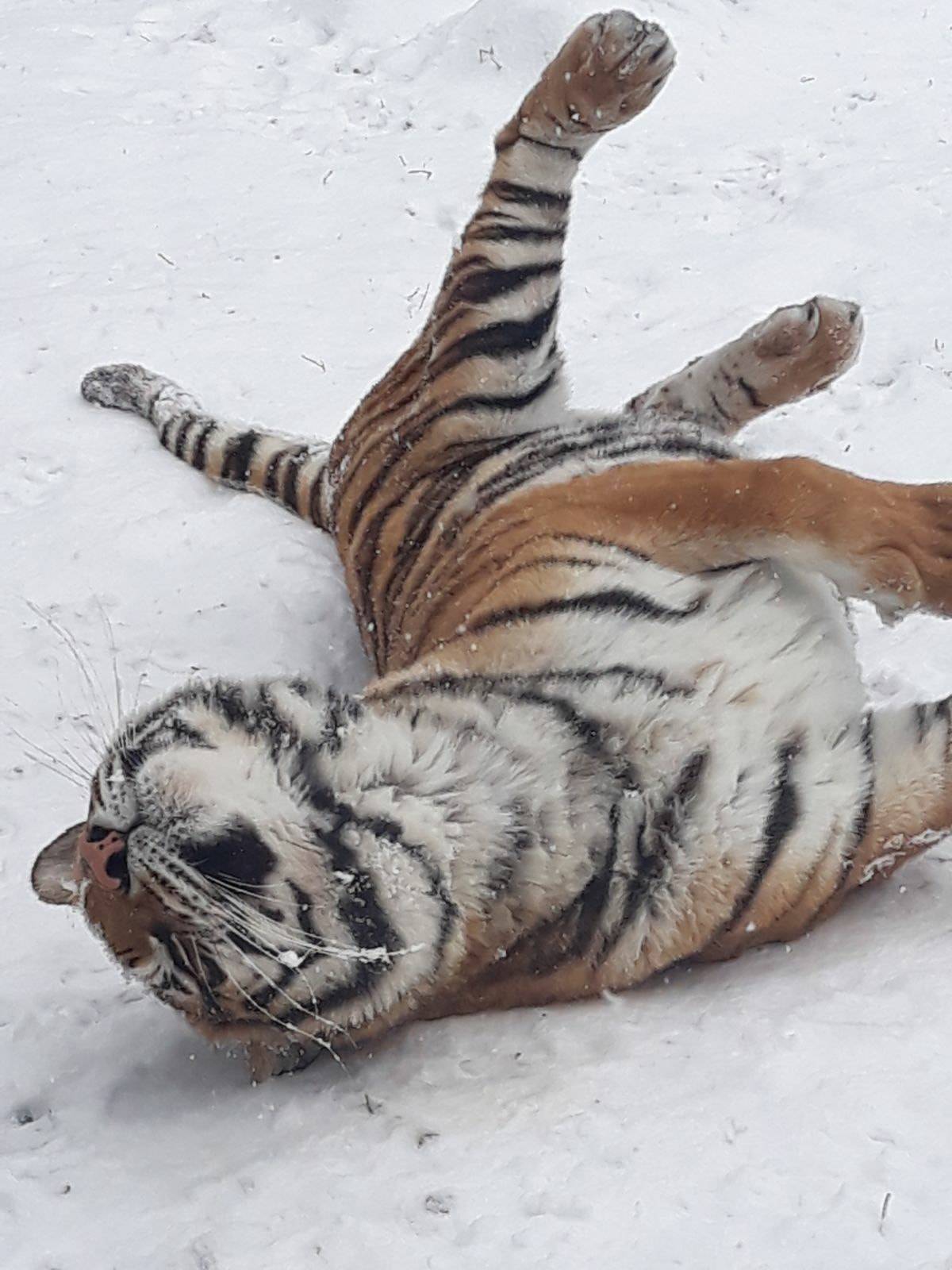 Cum se bucură tigrul de la Zoo Bucov de zăpadă Cum se bucură tigrul de la Zoo Bucov de zăpadă