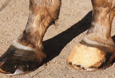 Caii „texanilor” din Cina săltaţi de Poliţia Locală