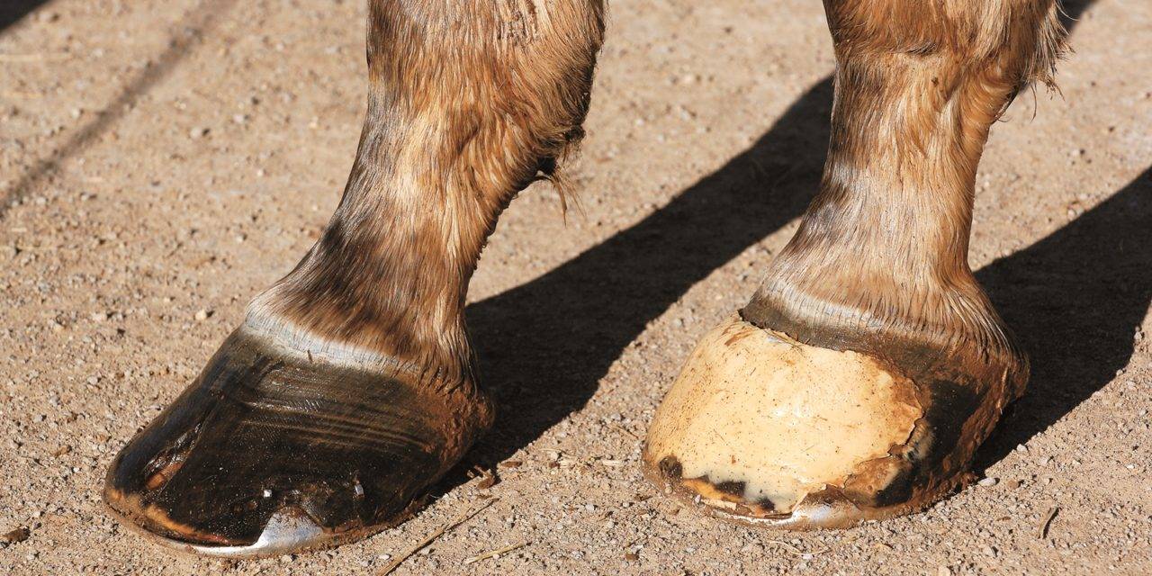 Caii „texanilor” din Cina săltaţi de Poliţia Locală Caii „texanilor” din Cina săltaţi de Poliţia Locală