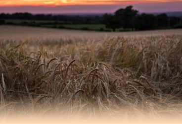 Asociatia Grupul de Actiune Locala „VALEA BUDUREASCA” anunta lansarea Apelului de selectie de proiecte nr. 3/2018  pentru masura M4\6A Sprijin pentru demararea de afaceri cu activitati neagricole in zonele rurale in perioada 15.06.2018-30.07.2018