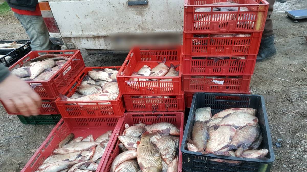 155 kg de peşte confiscat de la vânzarea pe “botul” maşinii 155 kg de peşte confiscat de la vânzarea pe “botul” maşinii