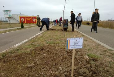 Aleea Eroilor, plantată cu 100 de stejari de elevii Colegiului Economic “Virgil Madgearu”