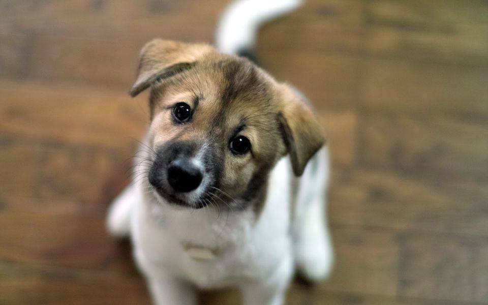 Campanie de adopție a câinilor abandonați, la Ploiești