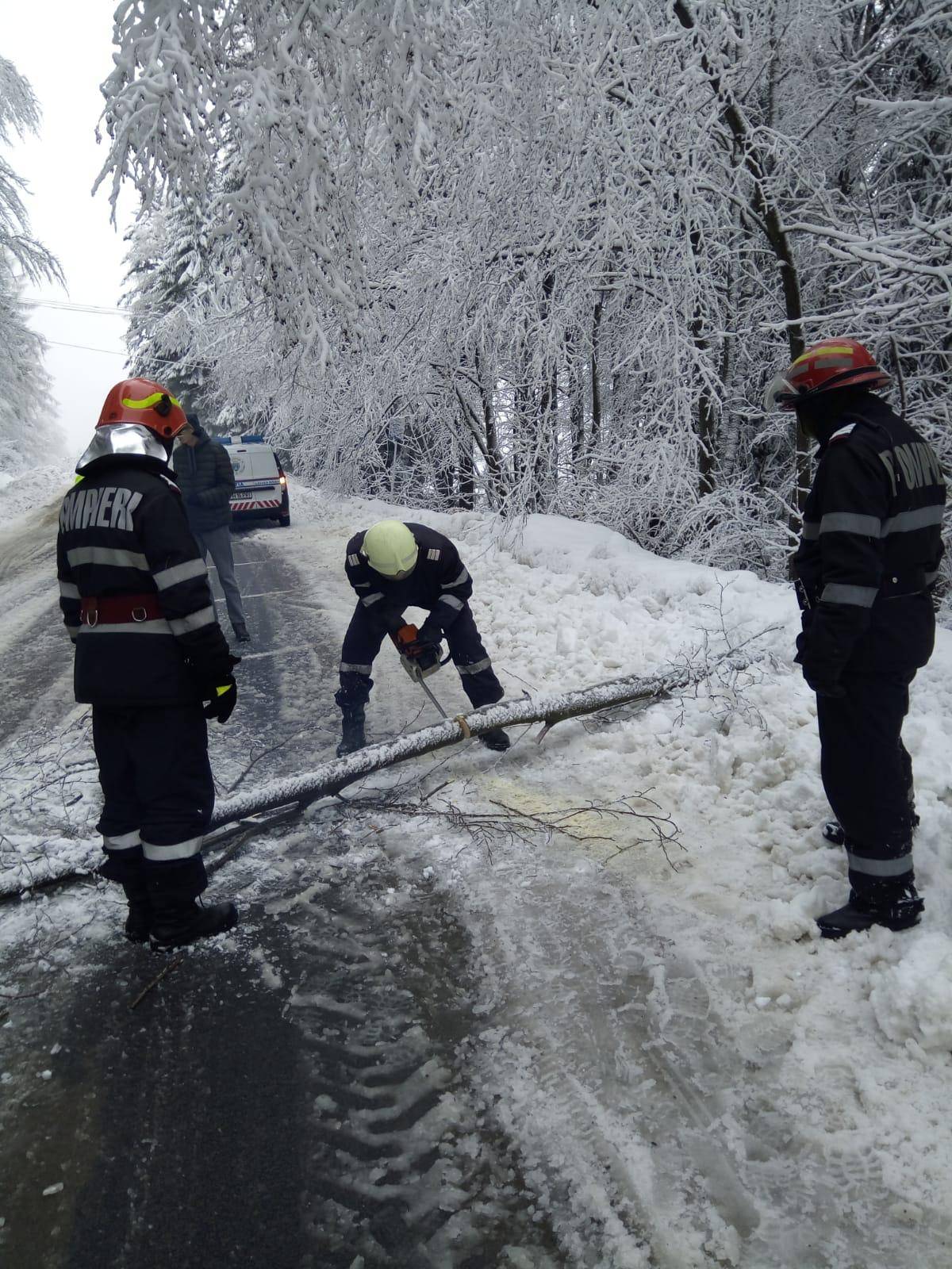 Copacii căzuţi din cauza gerului, pericol major la Sinaia