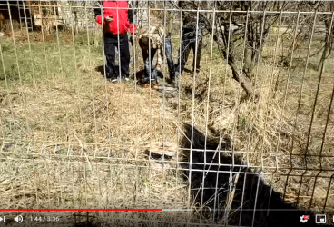 Fost consilier local din Bucov, acuzat că a tăiat câinele vecinului cu drujba, prin gard