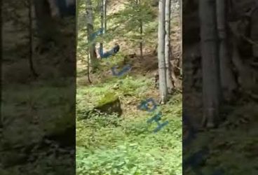 Doi turişti germani speriaţi de urşi, coborâţi din munte de jandarmii montani