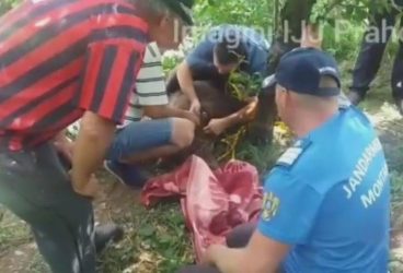 Urs salvat de la spânzurare la Schiuleşti