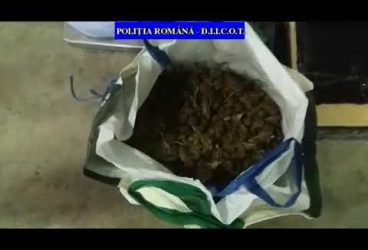 PERCHEZIȚII LA MEMBRII UNEI GRUPĂRI IMPLICATE ÎN TRAFIC INTERNAȚIONAL DE DROGURI DE RISC