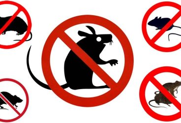 Prevenția este cel mai bun mod de a ține șoarecii departe