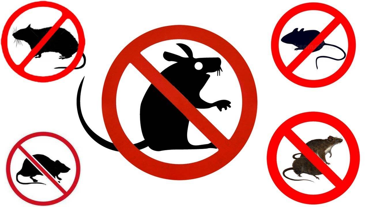 Prevenția este cel mai bun mod de a ține șoarecii departe