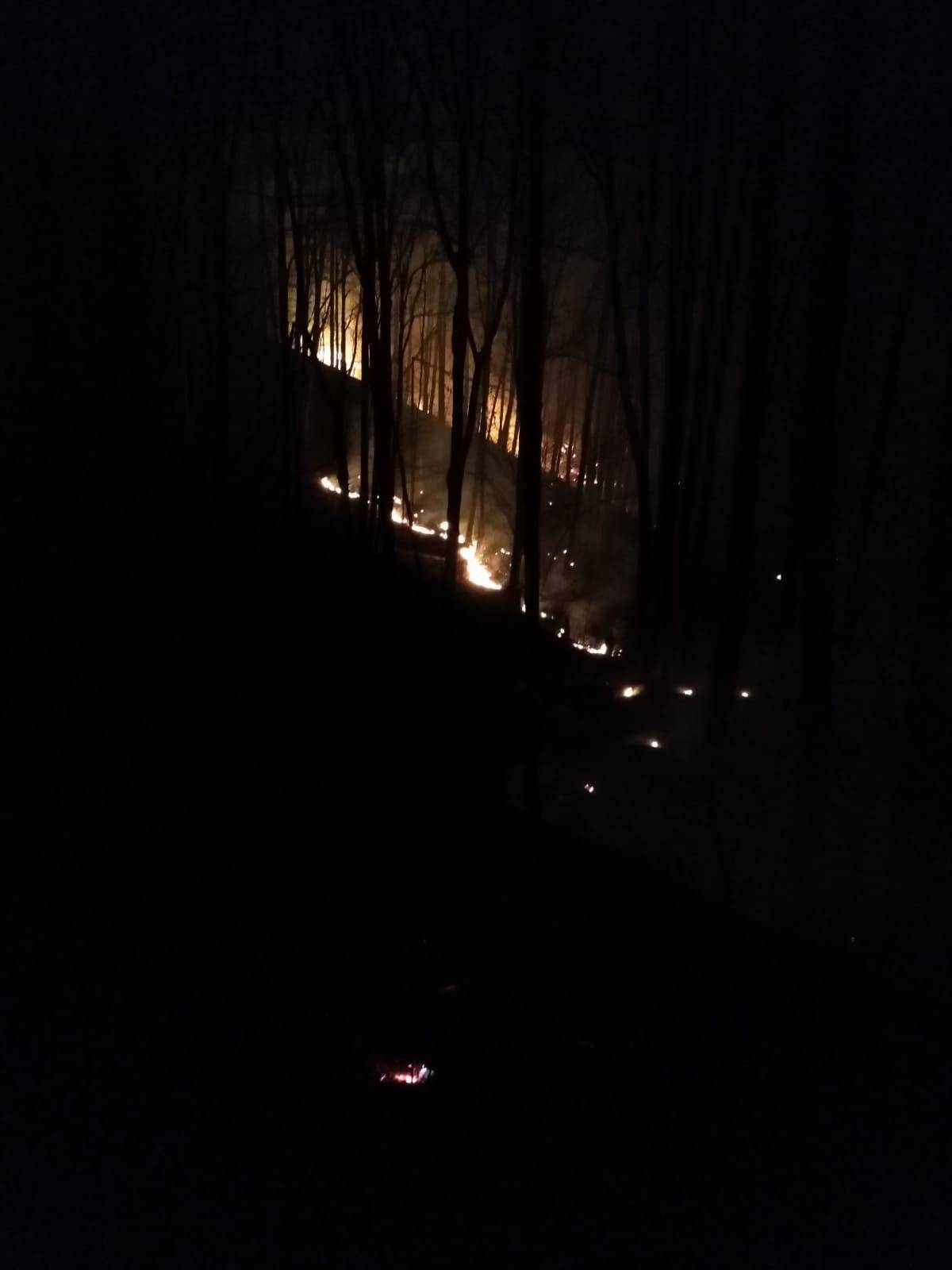 Incendiu în pădurea de la Salcia Incendiu în pădurea de la Salcia