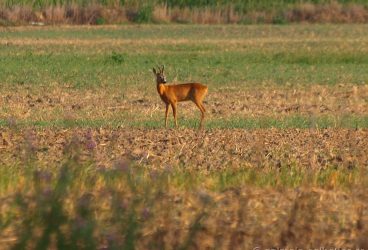 Braconaj la Telega: a împușcat un căprior evaluat la 4000 euro