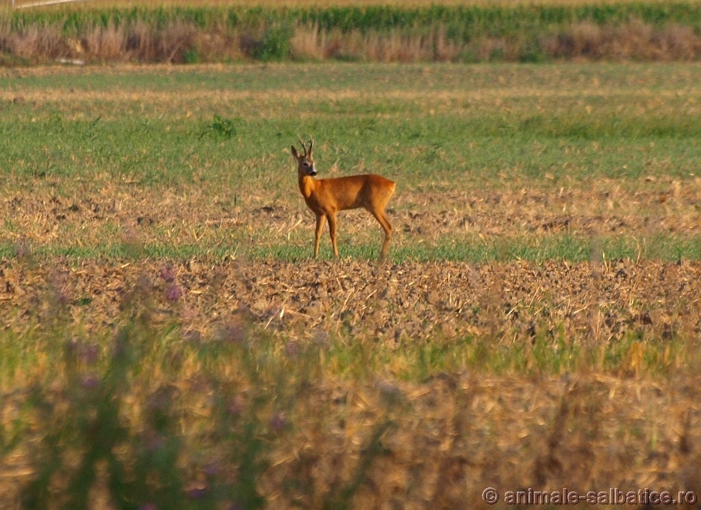 Braconaj la Telega: a împușcat un căprior evaluat la 4000 euro Braconaj la Telega: a împușcat un căprior evaluat la 4000 euro