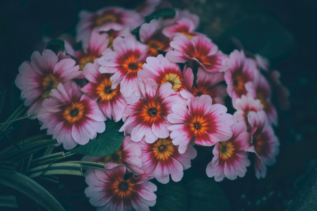 Livrare flori Bucuresti rapida pentru atunci cand uiti sa-i cumperi cadou