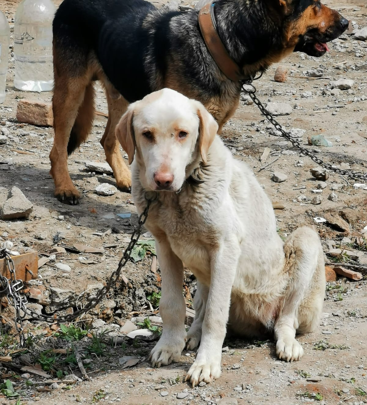 Descindere la un bărbat din Poenarii Burchii care avea curtea plină de câini