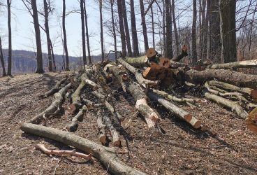 Accident de muncă mortal la o exploatare forestieră de la Comarnic