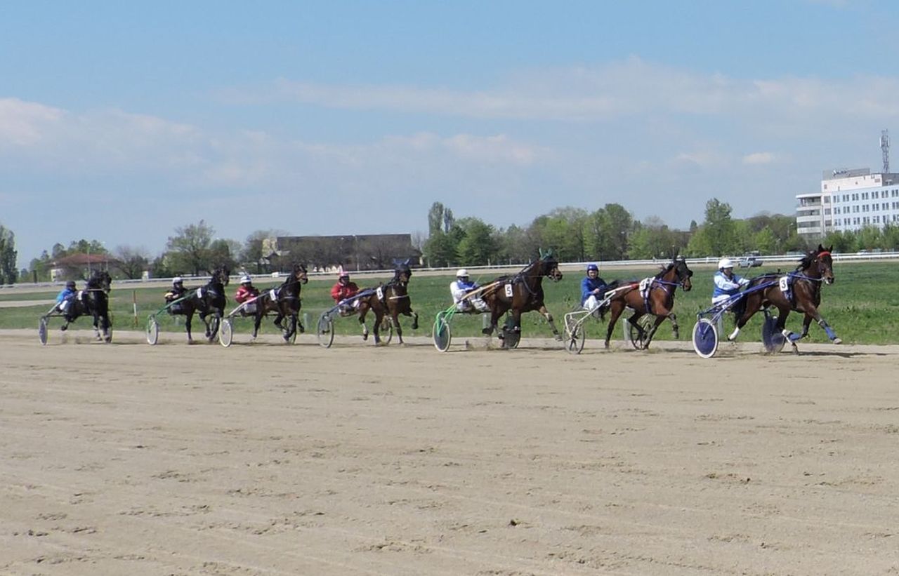 Un proces blochează cursele de trap, în plin sezon! Asociația Calului de Trap versus Consiliul Local Ploiești, divergențe în speța regulamentului